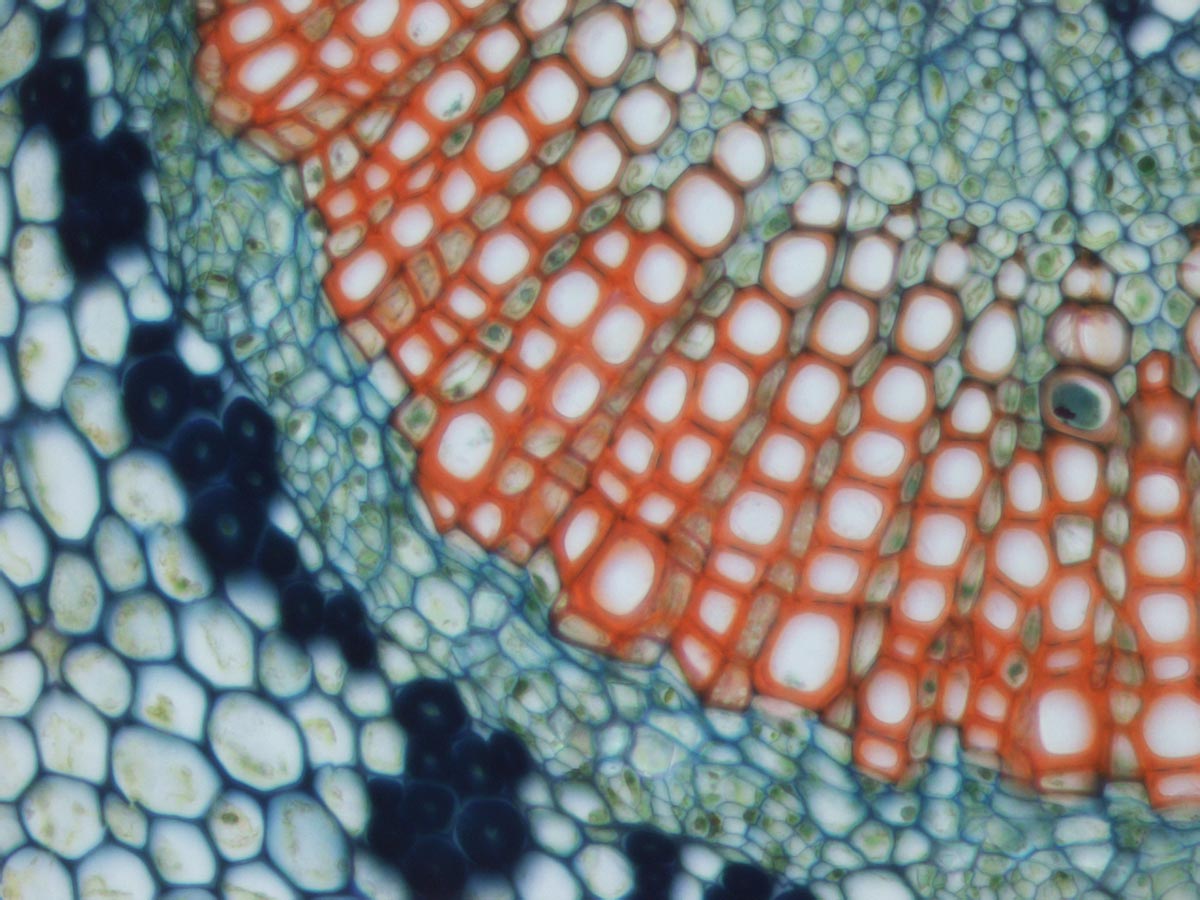 Xylem